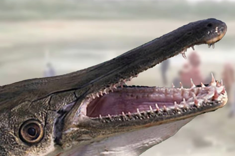 Cá ‘quái vật’ đã xuất hiện tại 8 tỉnh ở Trung Quốc, từng cắn người bị thương